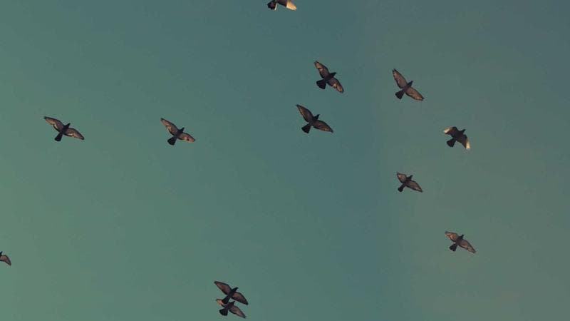 Diagnostic du Spectre : Identité & Subversion (EN)